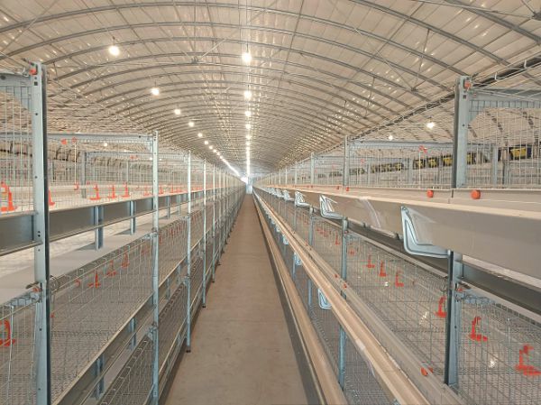 傳統肉禽籠養